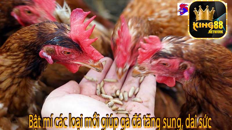 Bật mí các loại mồi giúp gà đá tăng sung, dai sức
