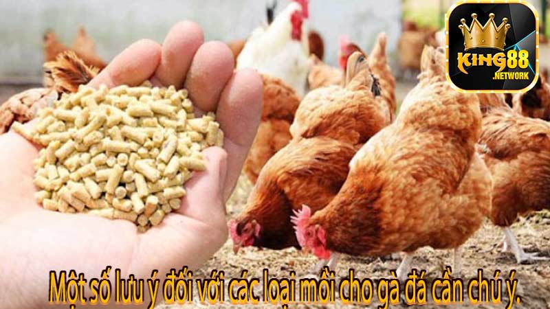 Một số lưu ý đối với các loại mồi cho gà đá cần chú ý.